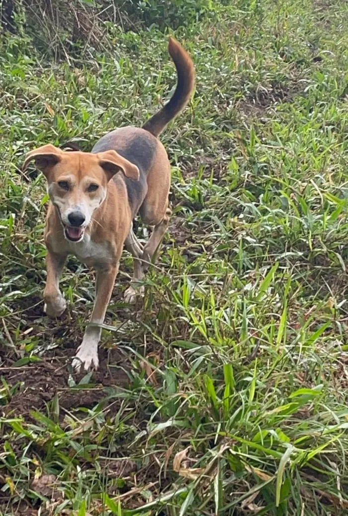 Cachorro ra a SRD-ViraLata idade 4 anos nome Emília 