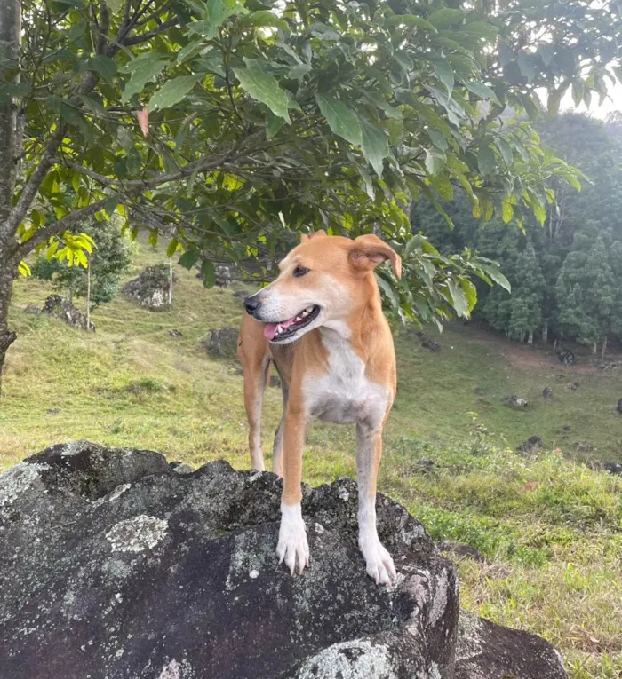 Cachorro ra a SRD-ViraLata idade 4 anos nome Emília 
