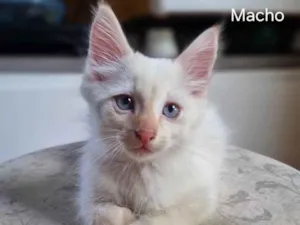 Gato raça SRD-ViraLata idade 2 a 6 meses nome Gatinho 