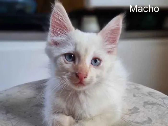 Gato ra a SRD-ViraLata idade 2 a 6 meses nome Gatinho 