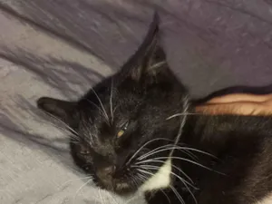 Gato raça SRD-ViraLata idade 2 a 6 meses nome negão 
