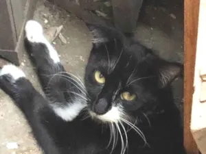 Gato raça SRD-ViraLata idade 1 ano nome GATA DE RUA PARA ADOÇÃO URGENTE