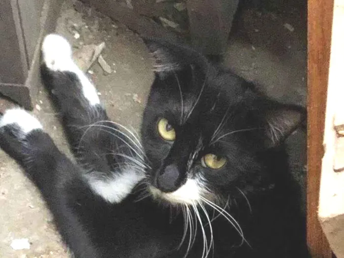 Gato ra a SRD-ViraLata idade 1 ano nome GATA DE RUA PARA ADOÇÃO URGENTE