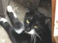 GATA DE RUA PARA ADOÇÃO URGENTE