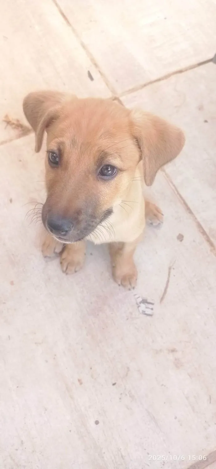 Cachorro ra a SRD-ViraLata idade 2 a 6 meses nome Lost 