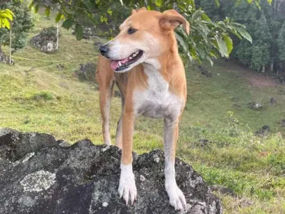 Cachorro raça SRD-ViraLata idade 4 anos nome Emília 