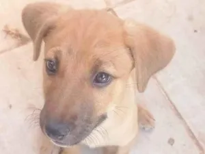 Cachorro raça SRD-ViraLata idade 2 a 6 meses nome Lost 