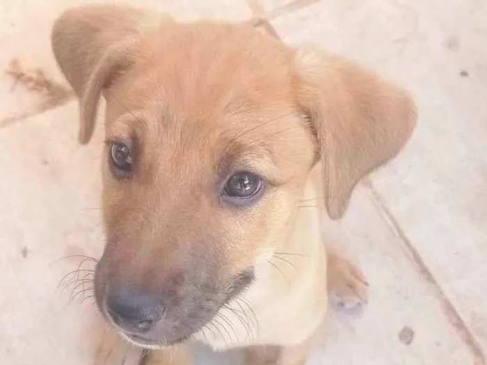Cachorro ra a SRD-ViraLata idade 2 a 6 meses nome Lost 