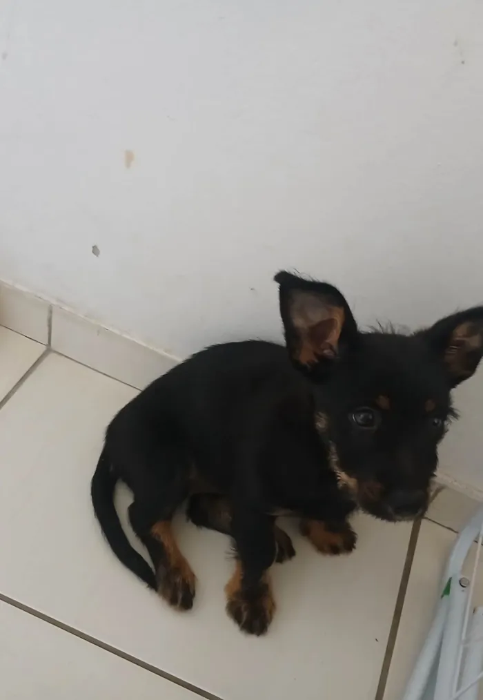 Cachorro ra a SRD-ViraLata idade Abaixo de 2 meses nome Doação 