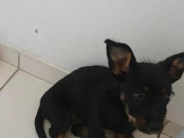 Cachorro ra a SRD-ViraLata idade Abaixo de 2 meses nome Doação 