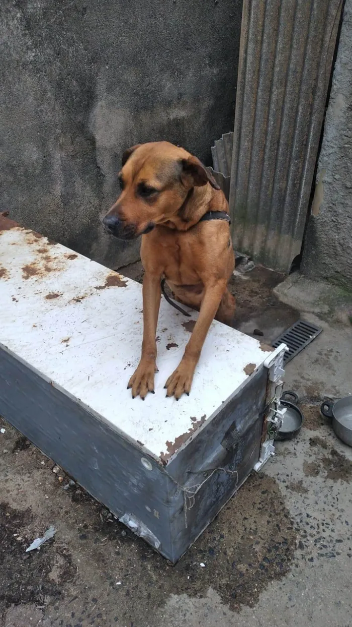 Cachorro ra a SRD-ViraLata idade 5 anos nome LILICA