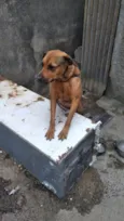 LILICA
