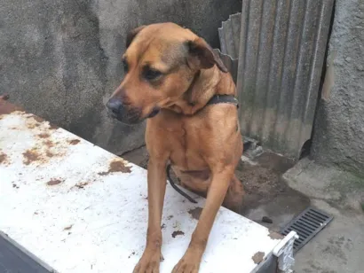 Cachorro raça SRD-ViraLata idade 5 anos nome LILICA