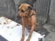LILICA