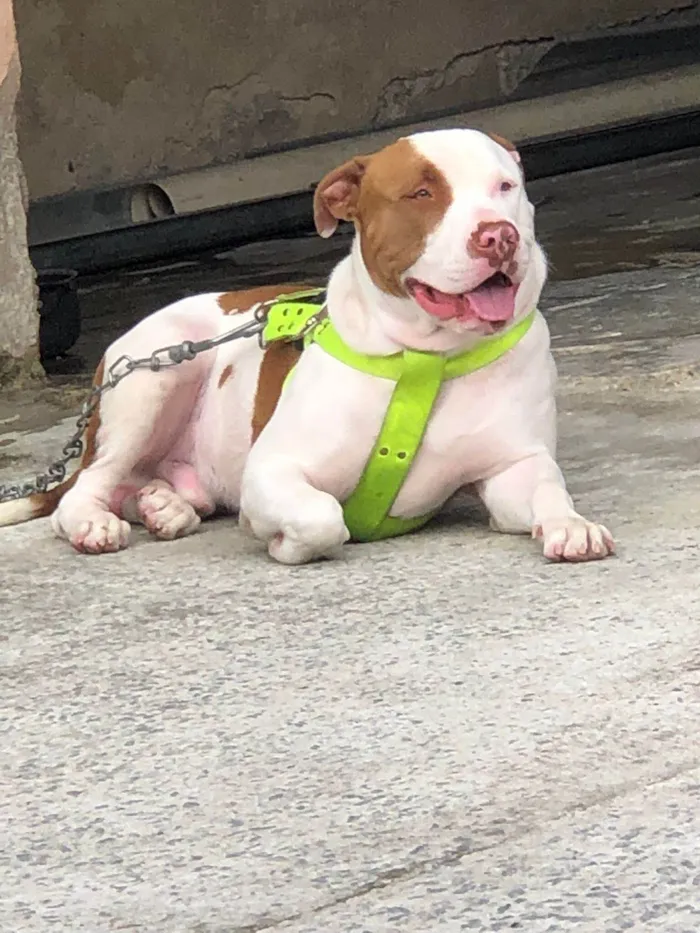 Cachorro ra a Pit-Bull idade 4 anos nome GUNS