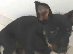 Cachorro raça SRD-ViraLata idade Abaixo de 2 meses nome Doação 