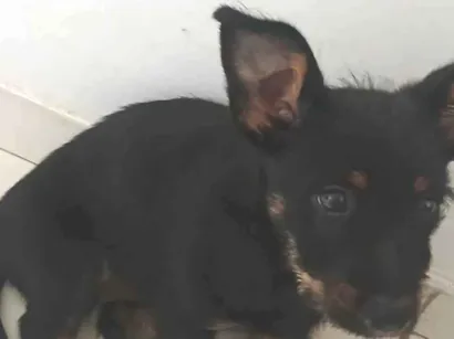 Cachorro raça SRD-ViraLata idade Abaixo de 2 meses nome Doação 