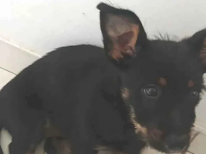 Cachorro ra a SRD-ViraLata idade Abaixo de 2 meses nome Doação 
