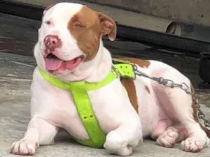 Cachorro raça Pit-Bull idade 4 anos nome GUNS