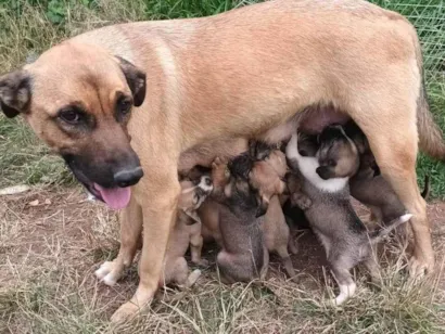 Cachorro raça SRD-ViraLata idade 2 a 6 meses nome Sem nome