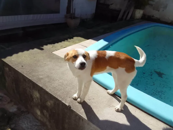 Cachorro ra a SRD-ViraLata idade 2 a 6 meses nome Akira