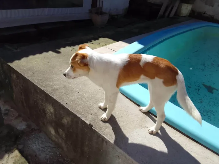 Cachorro ra a SRD-ViraLata idade 2 a 6 meses nome Akira