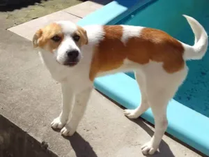 Cachorro raça SRD-ViraLata idade 2 a 6 meses nome Akira