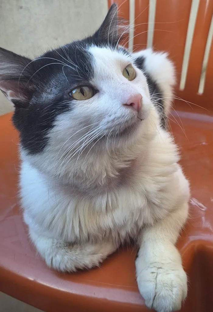 Gato ra a SRD-ViraLata idade 5 anos nome Theo