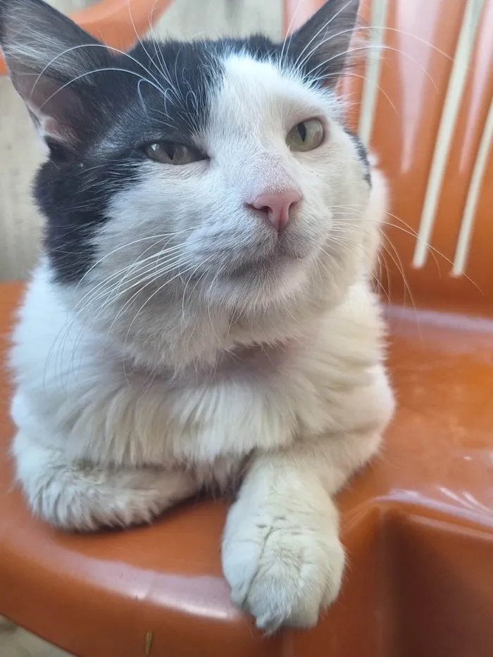 Gato ra a SRD-ViraLata idade 5 anos nome Theo
