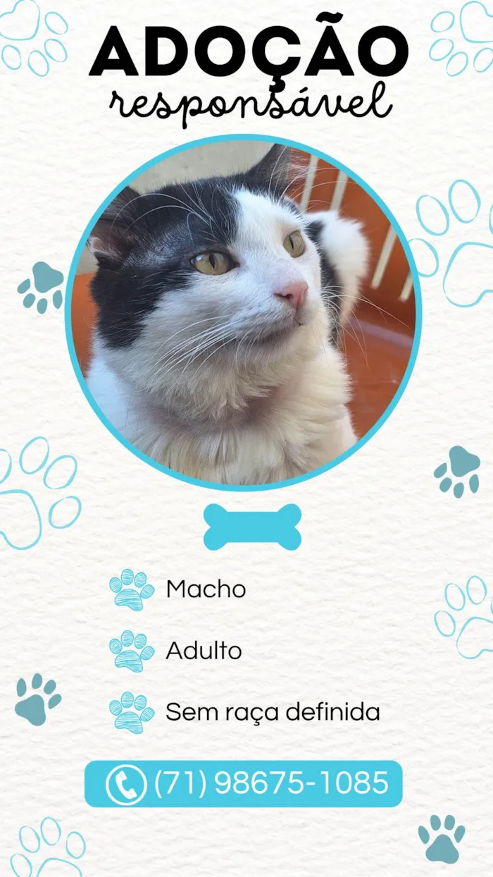 Gato ra a SRD-ViraLata idade 5 anos nome Theo