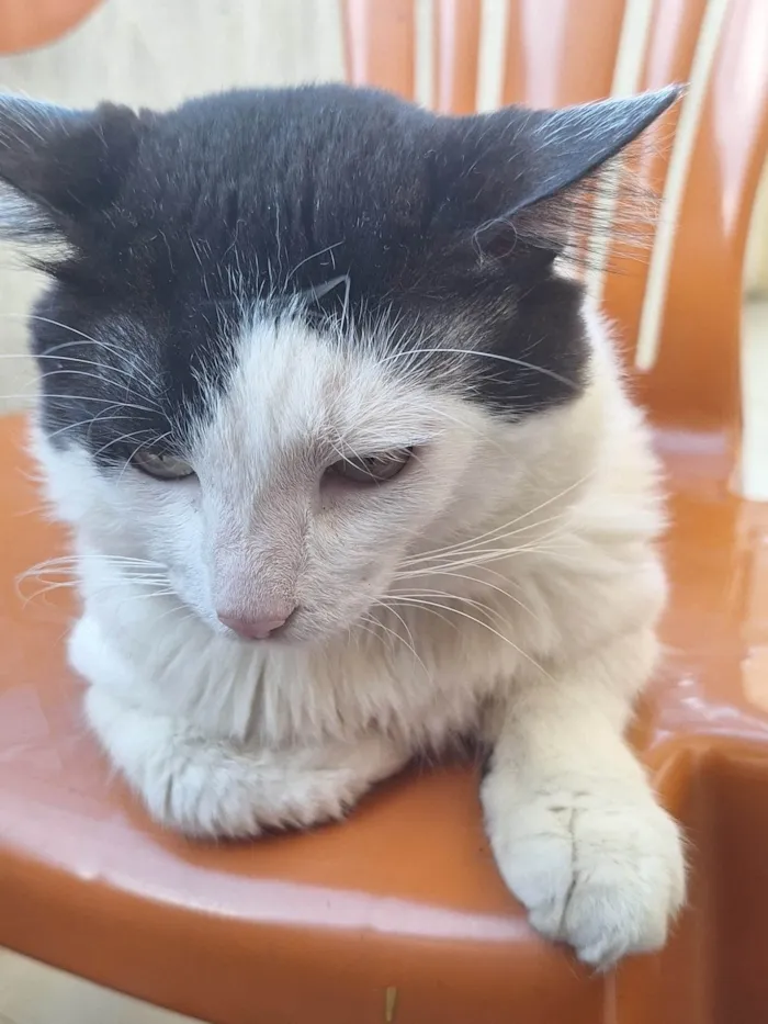 Gato ra a SRD-ViraLata idade 5 anos nome Theo