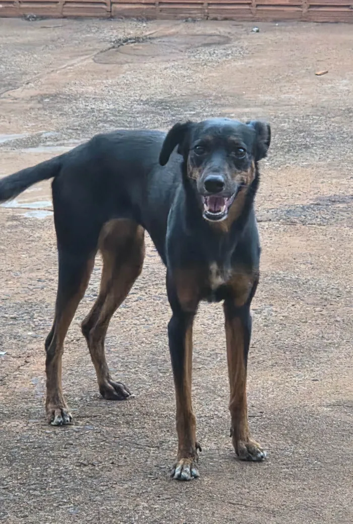 Cachorro ra a SRD-ViraLata idade 1 ano nome Não tem nome