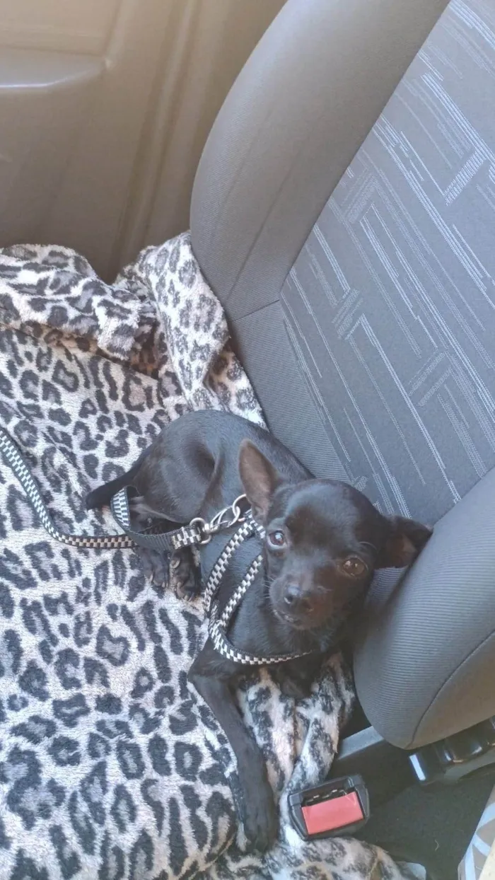 Cachorro ra a Pinscher idade 2 anos nome Princesa