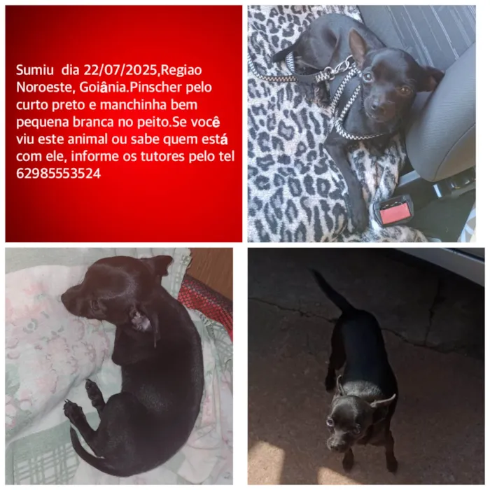 Cachorro ra a Pinscher idade 2 anos nome Princesa