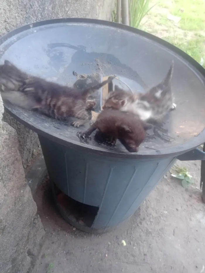 Gato ra a SRD-ViraLata idade 2 a 6 meses nome Débora Manuele de Santana Bezerra 