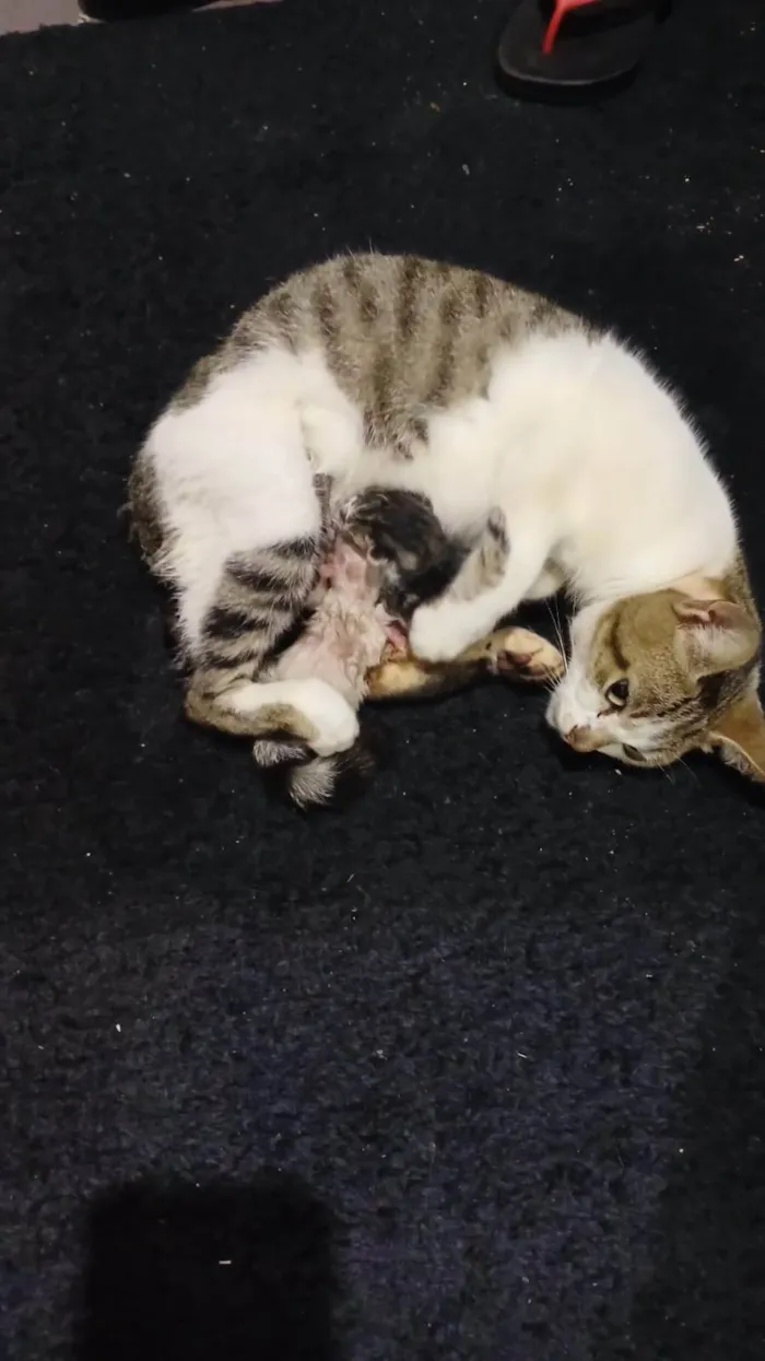 Gato ra a SRD-ViraLata idade 1 ano nome sem nome