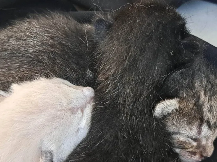 Gato ra a SRD-ViraLata idade Abaixo de 2 meses nome Recém nascidos 