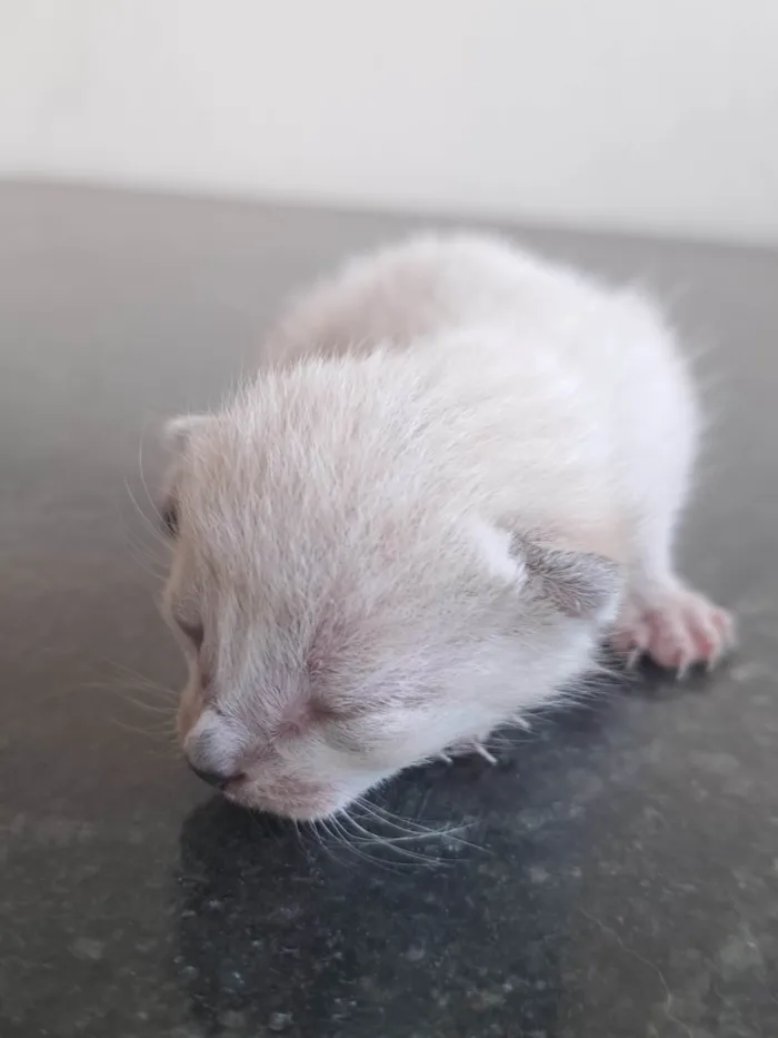 Gato ra a SRD-ViraLata idade Abaixo de 2 meses nome Recém nascidos 