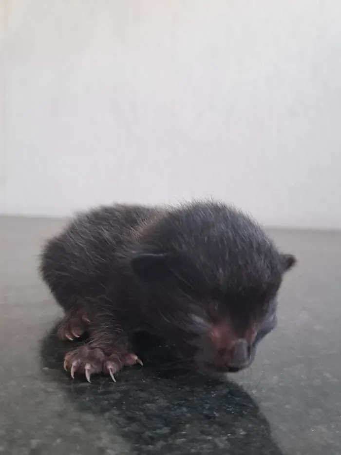 Gato ra a SRD-ViraLata idade Abaixo de 2 meses nome Recém nascidos 