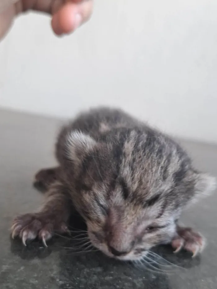 Gato ra a SRD-ViraLata idade Abaixo de 2 meses nome Recém nascidos 