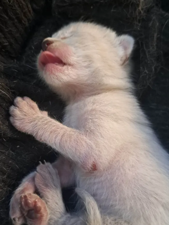Gato ra a SRD-ViraLata idade Abaixo de 2 meses nome Recém nascidos 