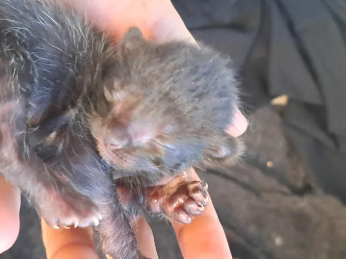 Gato ra a SRD-ViraLata idade Abaixo de 2 meses nome Recém nascidos 