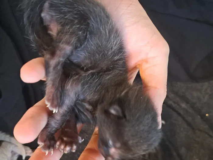 Gato ra a SRD-ViraLata idade Abaixo de 2 meses nome Recém nascidos 