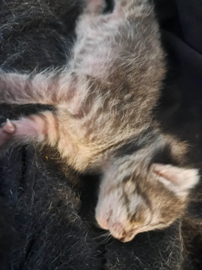Gato ra a SRD-ViraLata idade Abaixo de 2 meses nome Recém nascidos 