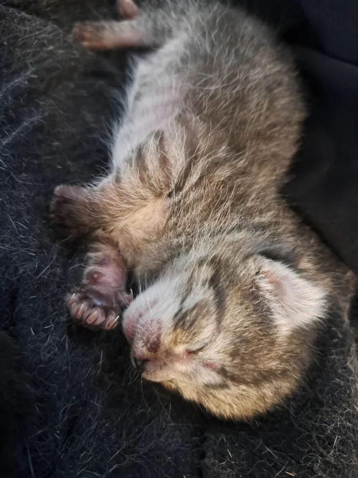 Gato ra a SRD-ViraLata idade Abaixo de 2 meses nome Recém nascidos 