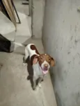 Chorão 
