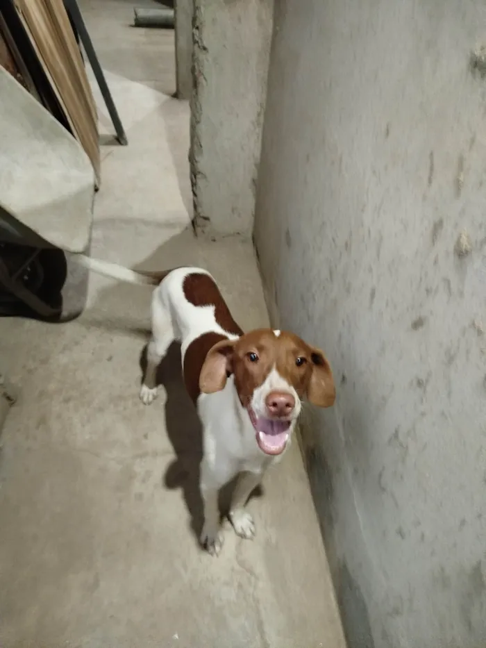 Cachorro ra a SRD-ViraLata idade 7 a 11 meses nome Chorão 