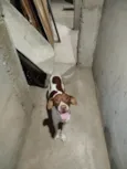 Chorão 