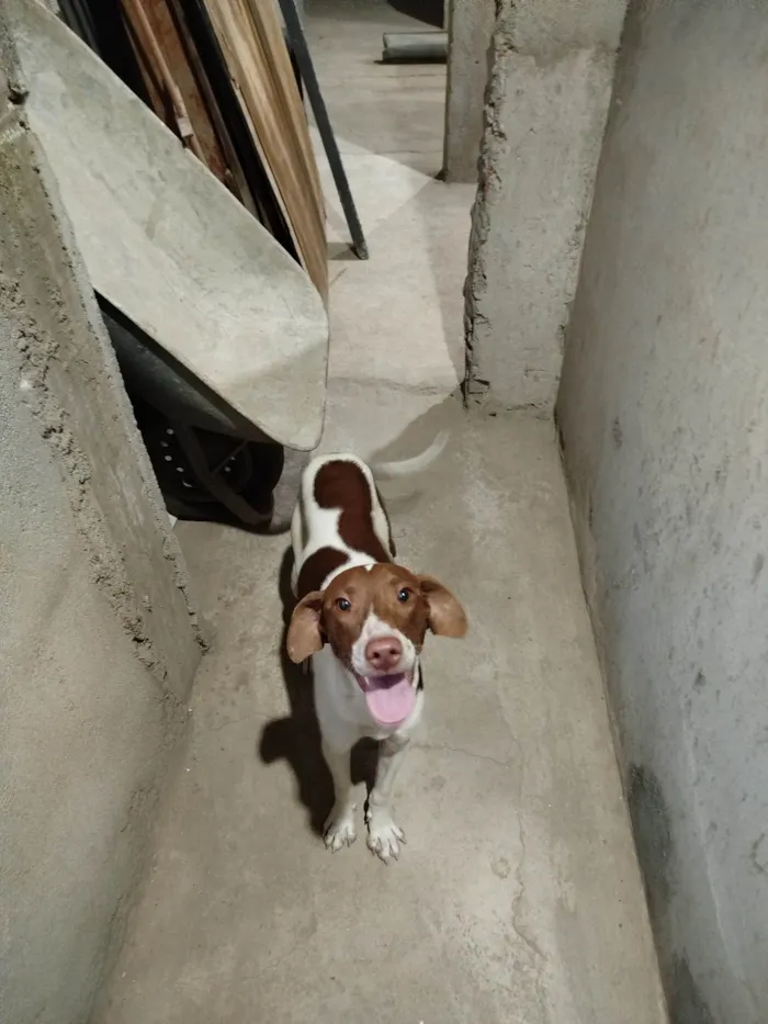 Cachorro ra a SRD-ViraLata idade 7 a 11 meses nome Chorão 