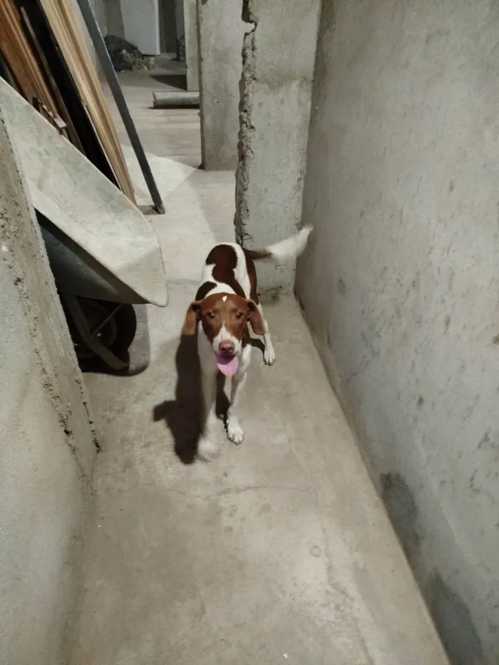 Cachorro ra a SRD-ViraLata idade 7 a 11 meses nome Chorão 